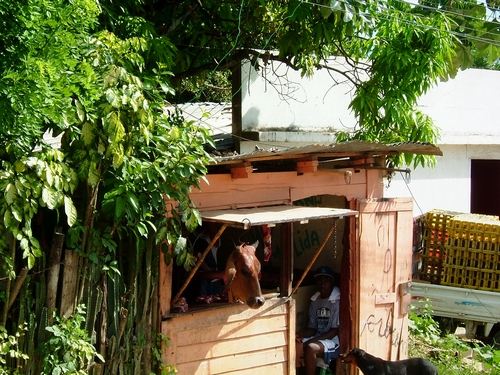 ce cheval n'est pas dans son écurie