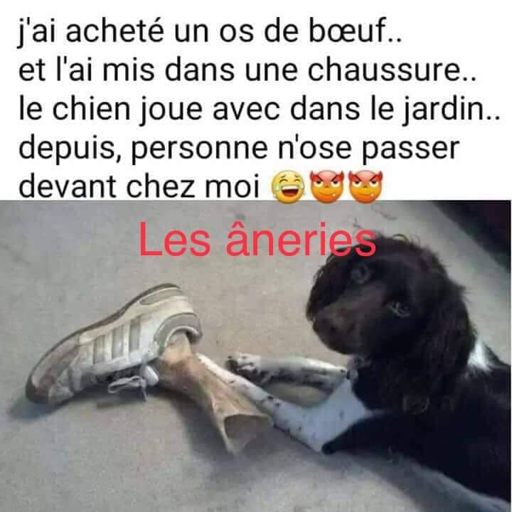 chien de calde mdrrrr.jpg