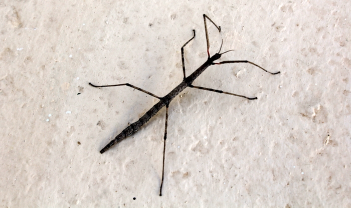 un petit habitant de l'lîle