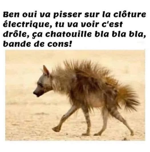 pipi.jpg
